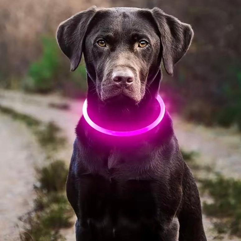 LED Light Up Dog Collar